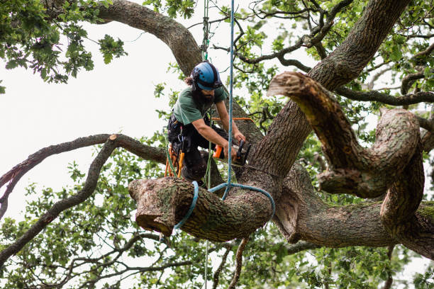 Best Palm Tree Trimming  in Arden On The Severn, MD