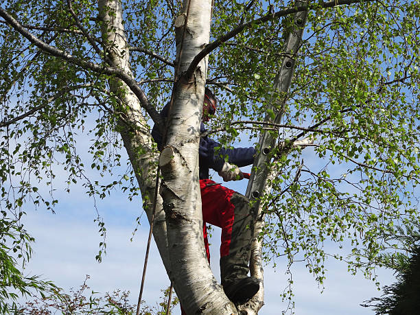 Trusted Arden On The Severn, MD Tree Care Experts